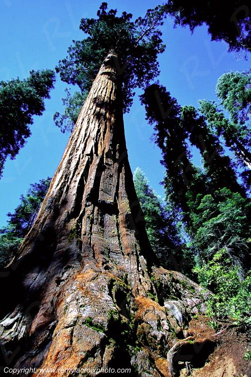Mariposa Grove Yosemite National Park California Californie USA www.remylacroixphoto.com