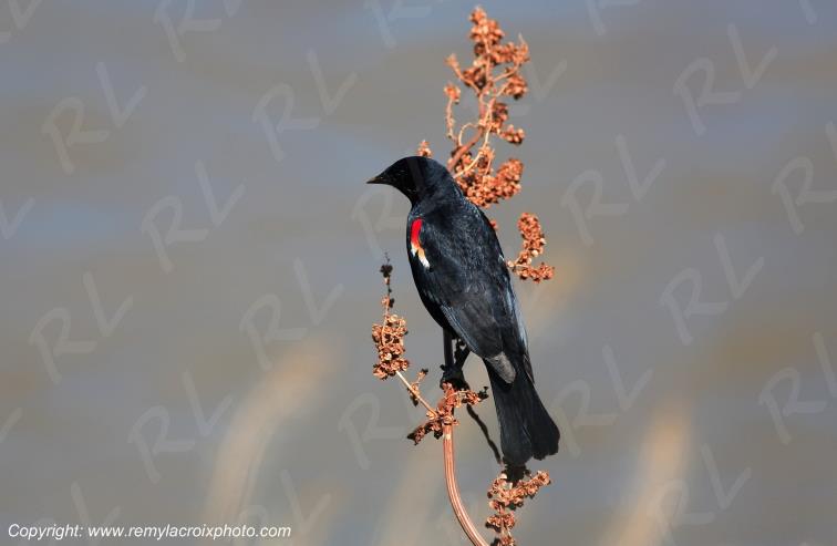 Red-winged blackbird Carouge � �paulette Omaha Nebraska USA www.remylacroixphoto.com