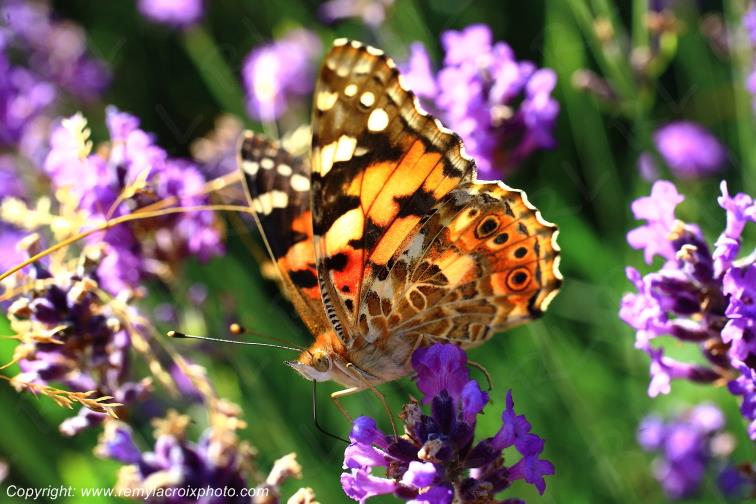 Papillon Belle �Dame butinant une fleur insectes Champagne Berrichonne Cher Berry Val de Loire www.remylacroixphoto.com