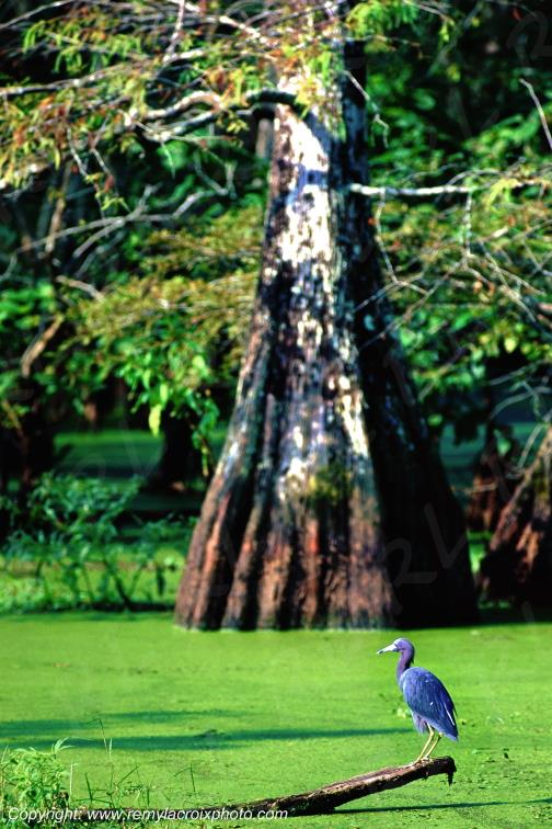 Blue egret Aigrette bleue bayou Martin Lake Louisiana USA www.remylacroixphoto.com