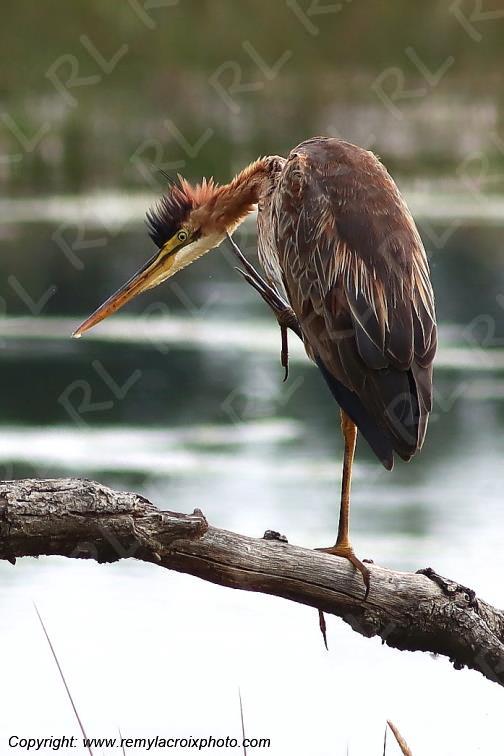 H�ron poupr� Parc Naturel R�gional de la Brenne Centre Val de Loire France www.remylacroixphoto.com