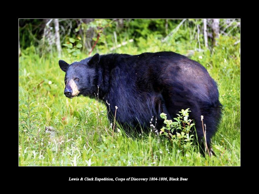 Lewis & Clark Expedition Corps of Discovery 1804-1806 Black Bear