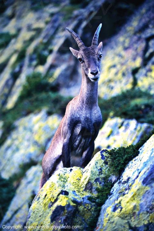 Bouquetin Br�vent Chamonix Haute-Savoie Alpes France French Alps www.remylacroixphoto.com