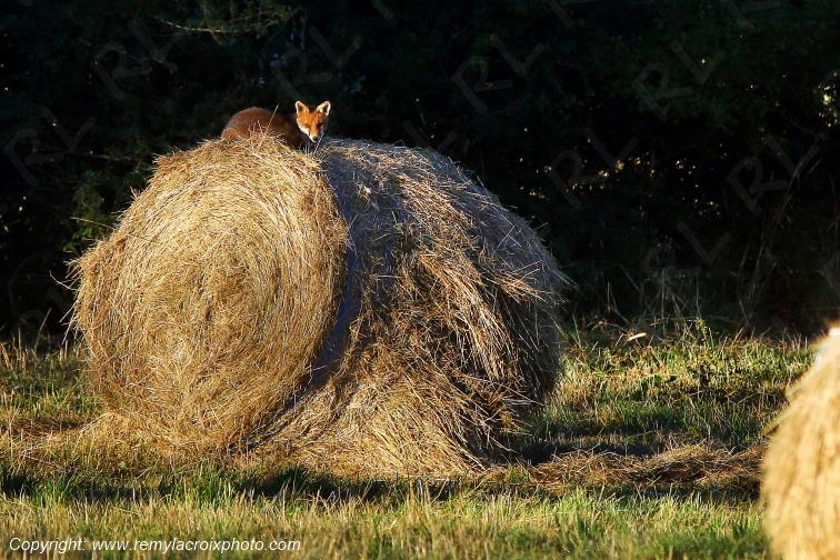 Renard Roux Tranzault Indre Berry Centre Val de Loire France www.remylacroixphoto.com