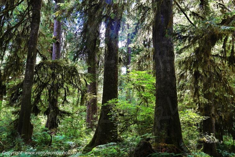Hoh Rain Forest Olympic National Park Washington USA www.remylacroixphoto.com