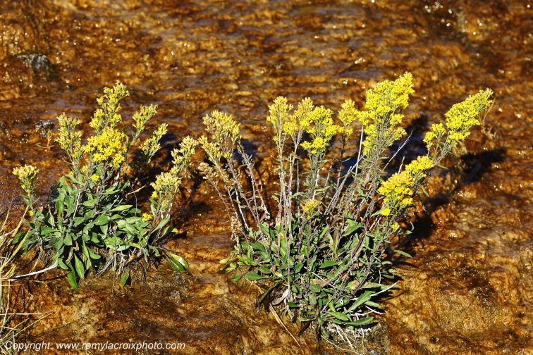 Mammoth Hot Springs Yellowstone National Park Wyoming USA www.remylacroixphoto.com