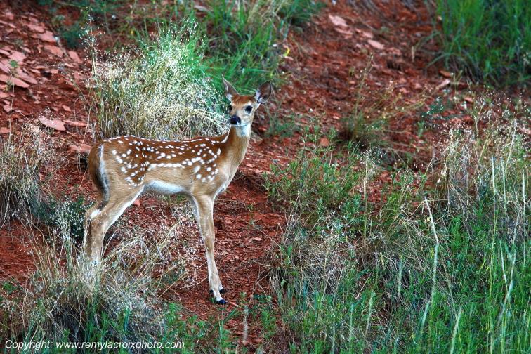 Faon fawn Devil's Tower National Monument Wyoming www.remylacroixphoto.com