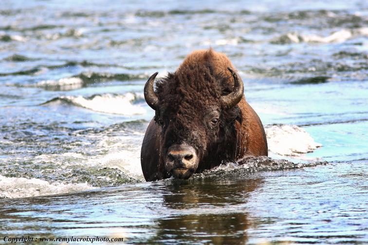 Bison d'Am�rique american buffalo Yellowstone River www.remylacroixphoto.com