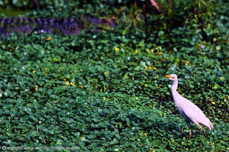 Cattle egret H�ron garde-bœuf bayou Martin Lake Louisiana USA www.remylacroixphoto.com #louisiana #bayou