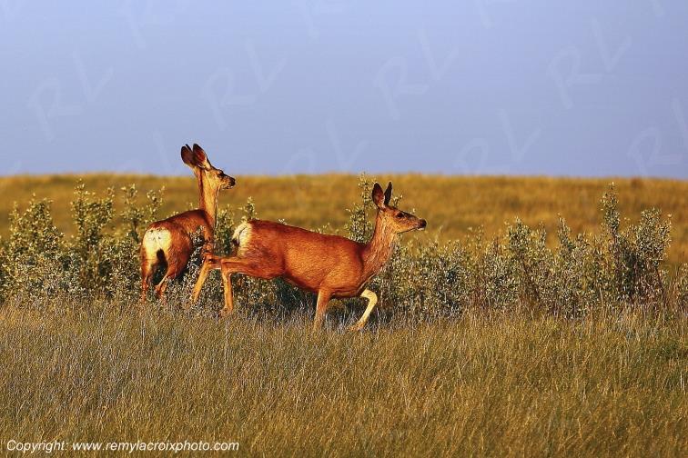Mankota Biches Deer Great Plains Grandes Plaines Saskatchewan Canada www.remylacroixphoto.com