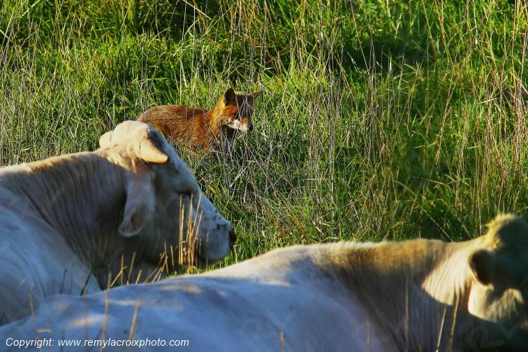 Renard Roux Tranzault Indre Berry Centre Val de Loire France www.remylacroixphoto.com