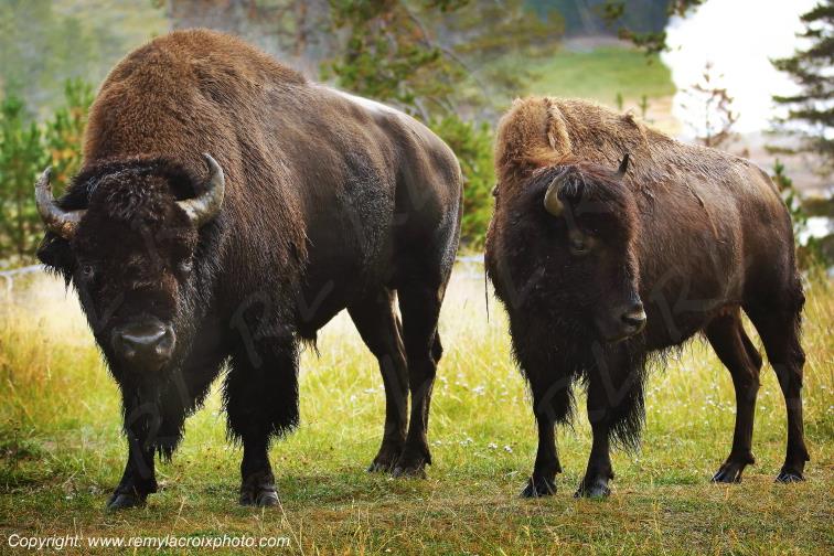 Bisons d'Am�rique american buffaloes Yellowstone National Park Wyoming USA www.remylacroixphoto.com