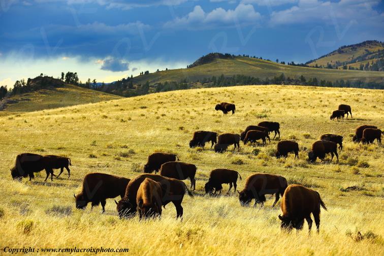 North American Buffaloes Tower-Roosevelt Yellowstone National Park Wyoming USA www.remylacroixphoto.com