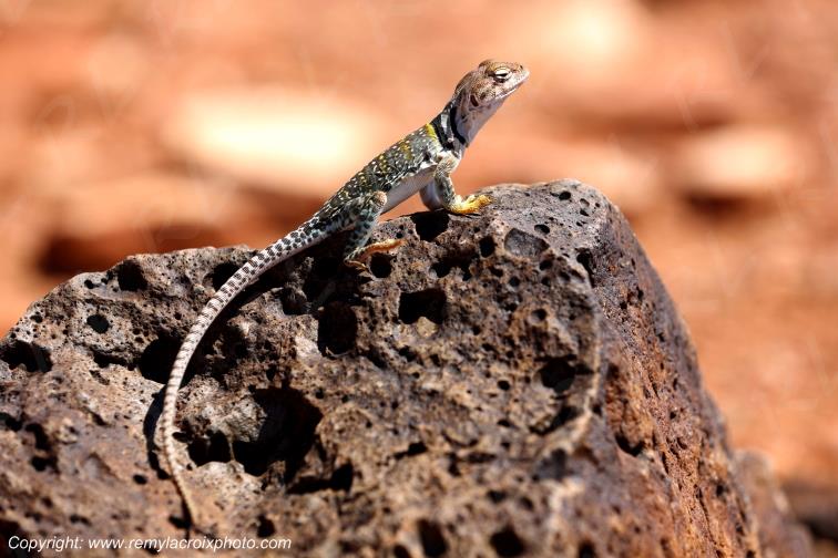 Earless lizard,Wupatki Pueblo National Monument,Arizona,USA