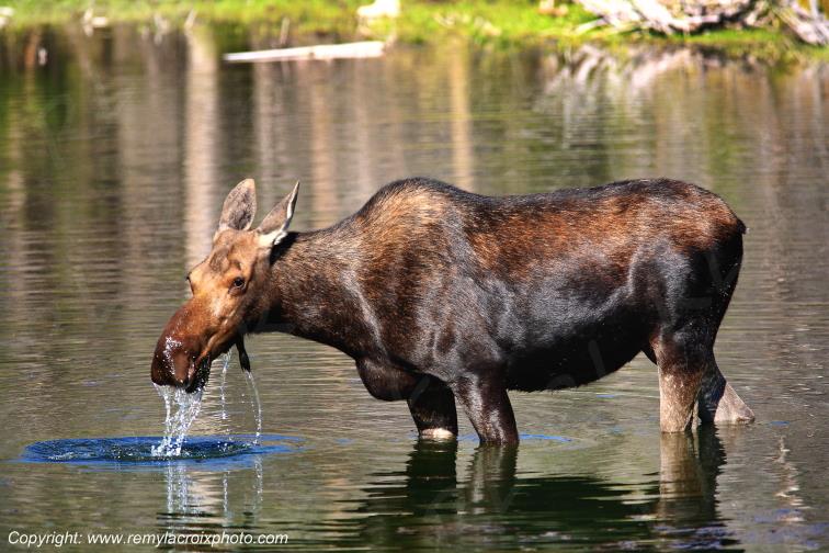 Elan femelle Moose Orignal Grand Teton National Park Wyoming www.remylacroixphoto.com