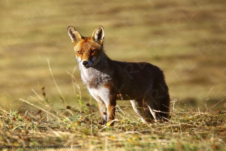 Renard Roux Tranzault Indre Berry Centre Val de Loire France www.remylacroixphoto.com