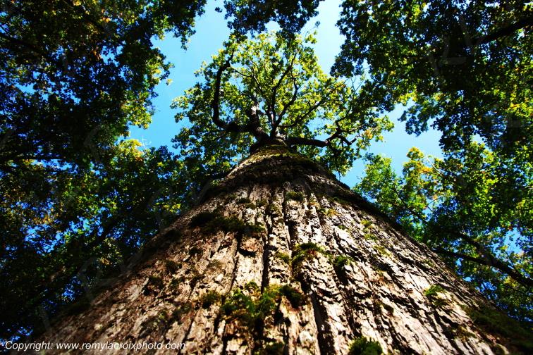 Tron�ais ch�ne Emile Guillaumin for�t Allier Auvergne France