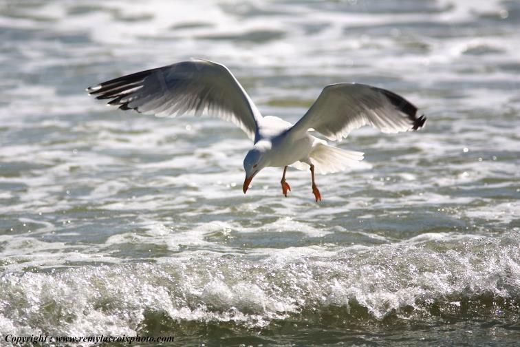 Go�land argent� Ol�ron Ile Douhet Plage Charente Maritime Poitou Charentes Nouvelle Aquitaine France www.remylacroixphoto.com