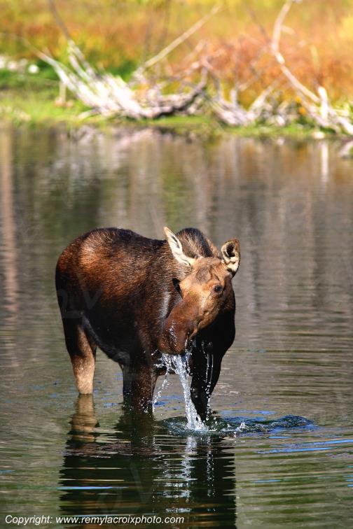 Elan femelle Moose Orignal Grand Teton National Park Wyoming www.remylacroixphoto.com
