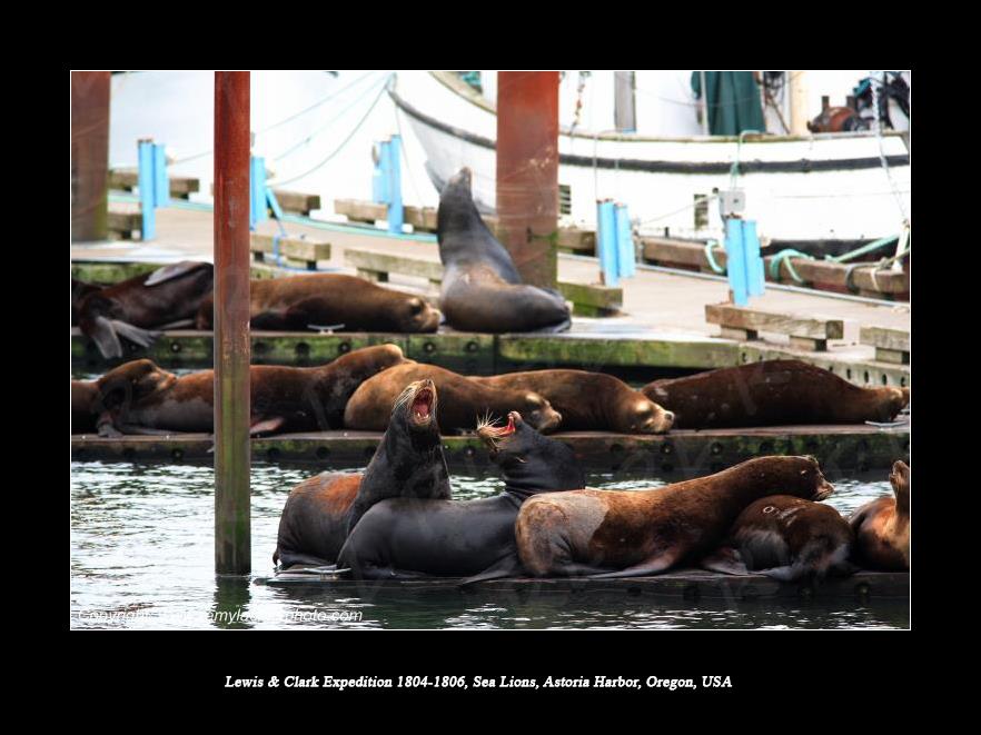 Lewis & Clark Expedition 1804-1806 Sea Lions Astoria Harbor Oregon USA