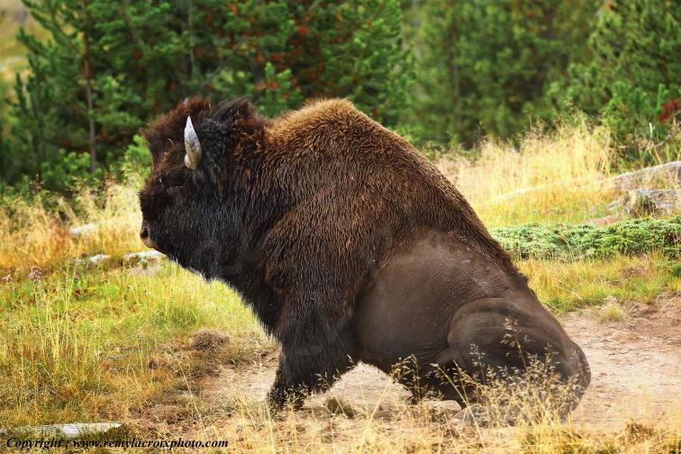 American Buffalo Bison Hayden Valley Yellowstone National Park Wyoming USA www.remylacroixphoto.com