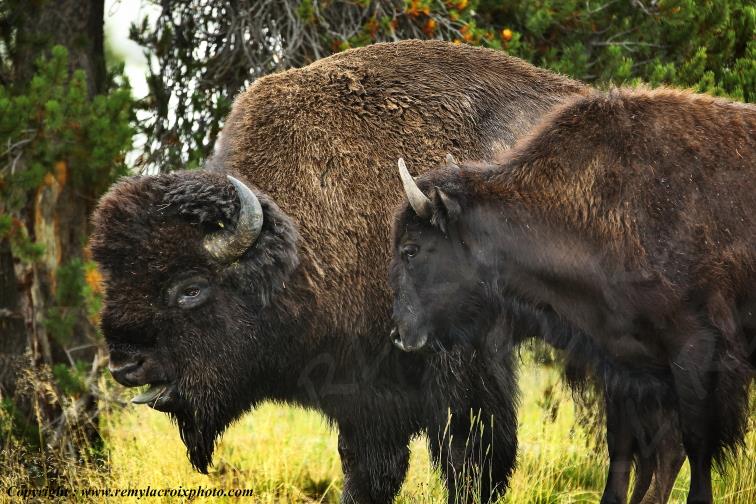 Bisons North American Buffaloes Hayden Valley Yellowstone National Park Wyoming USA www.remylacroixphoto.com