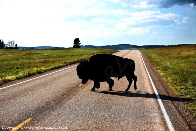 Bison Wind Cave National Black Hills Park South Dakota USA