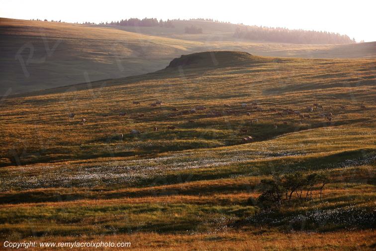 Col de la Croix Morand Puy de D�me Auvergne Rh�ne-Alpes France www.remylacroixphoto.com