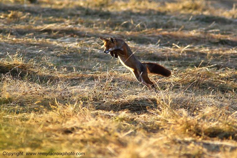 Renard Roux Val de Bouzanne Indre Berry Centre Val de Loire France www.remylacroixphoto.com