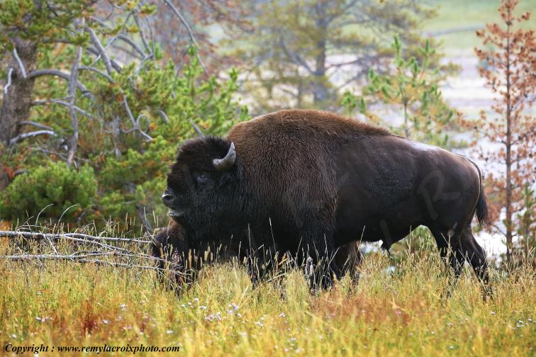 Bisons d'Am�rique american buffaloes Yellowstone National Park Wyoming USA www.remylacroixphoto.com