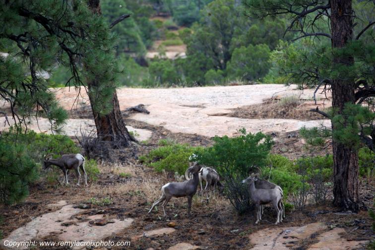 Mountain Goats Zion National Park Utah USA