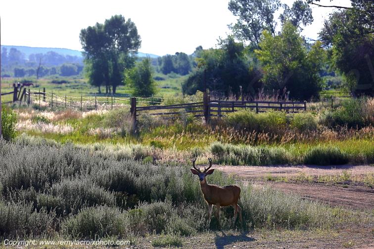 Mule Deer Baggs Wyoming USA www.remylacroixphoto.com