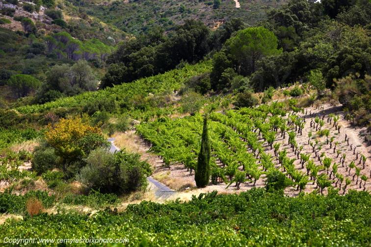 Vignoble du Haut-Fitou Corbi�res Aude France