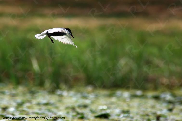 Guifette Moustac Delta du Danube Roumanie Romania www.remylacroixphoto.com