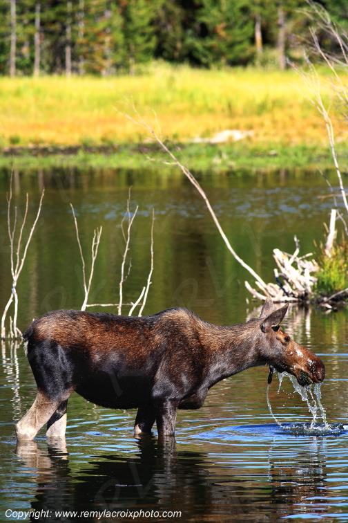 Elan femelle Moose Orignal Grand Teton National Park Wyoming www.remylacroixphoto.com