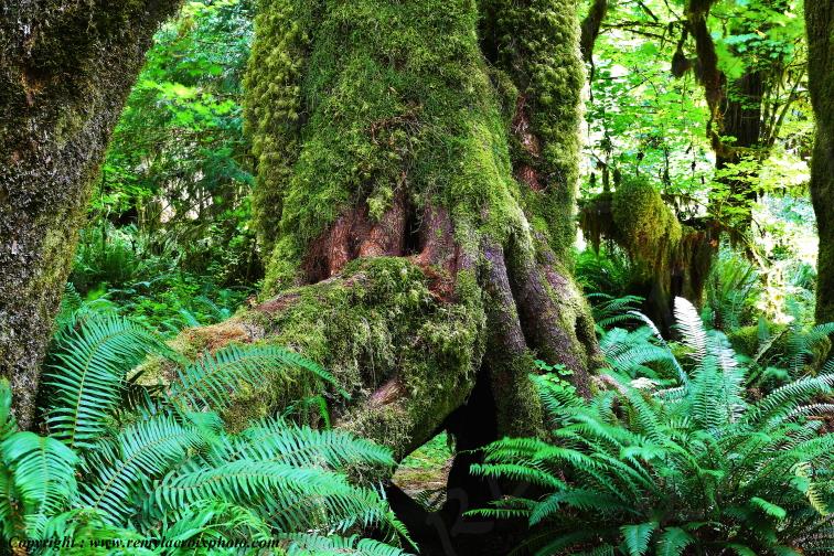 Hoh Rain Forest Olympic National Park Washington USA www.remylacroixphoto.com