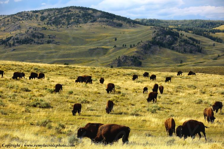 North American Buffaloes Tower-Roosevelt Yellowstone National Park Wyoming USA www.remylacroixphoto.com
