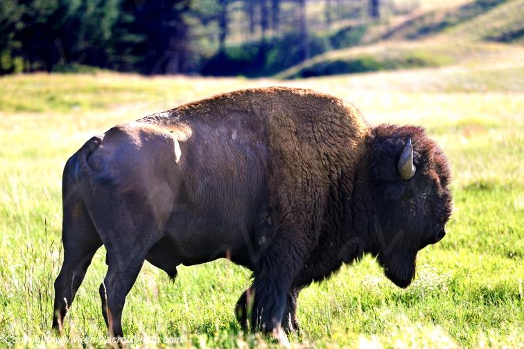 Bison Wind Cave National Black Hills Park South Dakota USA