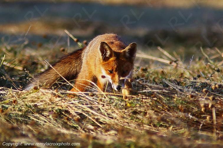 Renard Roux Val de Bouzanne Indre Berry Centre Val de Loire France www.remylacroixphoto.com