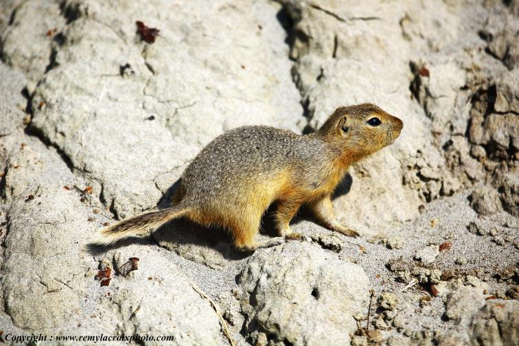 Prairie dog Chien de prairie Castle Butte Saskatchewan Canada www.remylacroixphoto.com