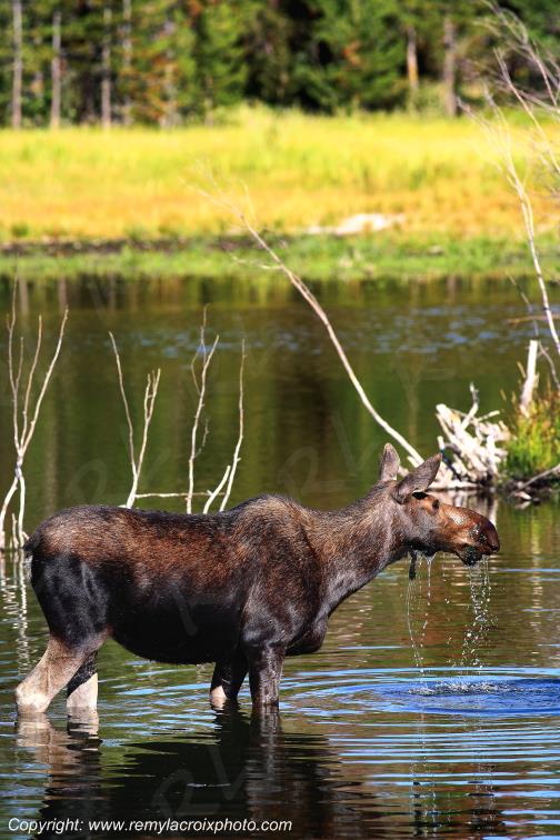 Elan femelle Moose Orignal Grand Teton National Park Wyoming www.remylacroixphoto.com