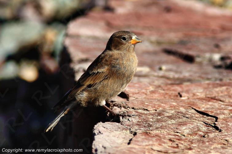 Juvenile Gray Crowned Rosy Finch Roselin � t�te grise juv�nile Glacier National Park Rocky Mountains Montana USA www.remylacroixphoto.com