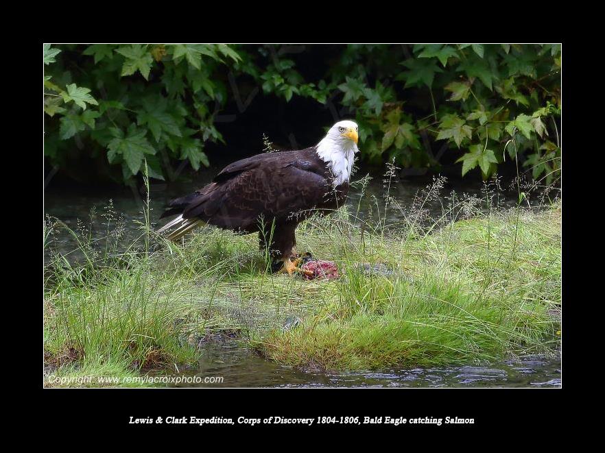 Lewis & Clark Expedition Corps of Discovery 1804-1806 Bald Eagle catching Salmon
