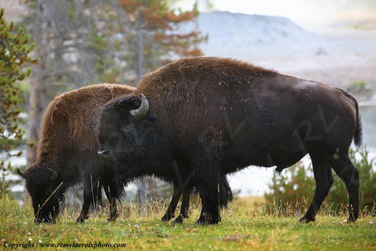 Bisons d'Am�rique american buffaloes Yellowstone National Park Wyoming USA www.remylacroixphoto.com