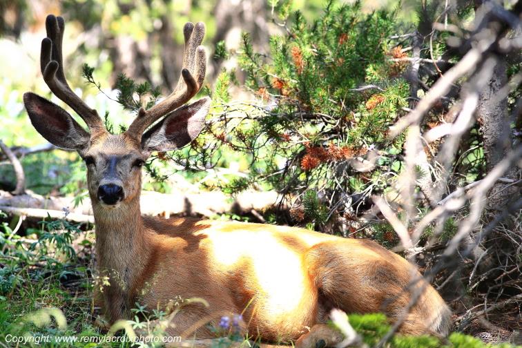 Cerf mulet Mule Deer Yellowstone National Park Wyoming USA www.remylacroixphoto.com