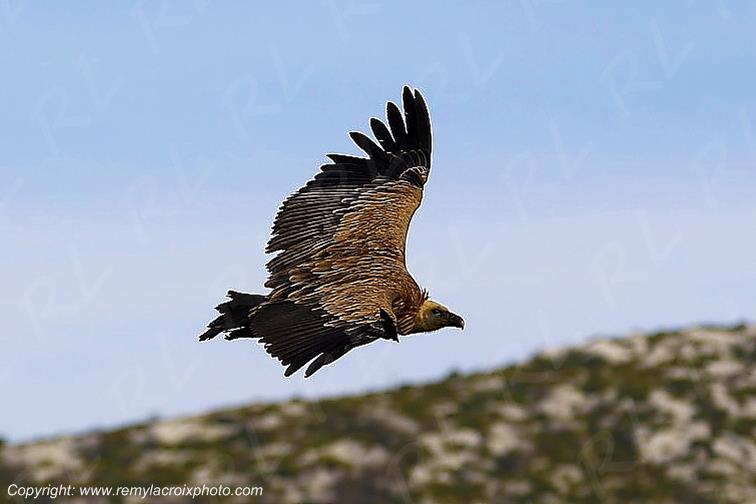 Vautour fauve,Gorges du Verdon,Route des Cr�tes,Rougon,Alpes de Haute Provence,PACA,France