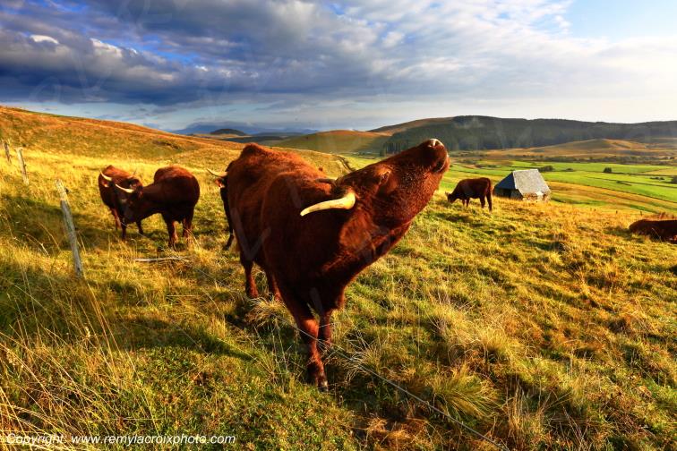 C�zallier La Godivelle vaches Salers Puy de D�me Auvergne Rh�ne-Alpes France www.remylacroixphoto.com