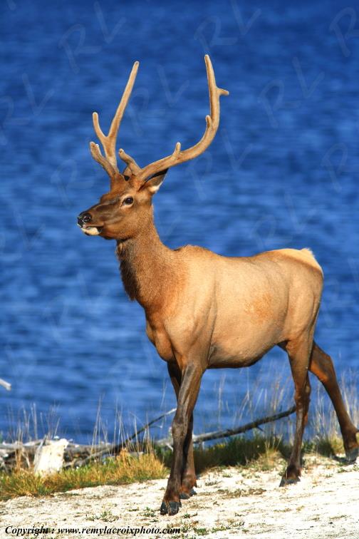 Wapiti Yellowstone National Park Wyoming USA www.remylacroixphoto.com