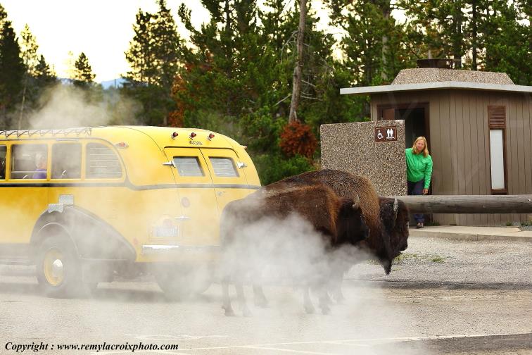 Buffalo Bisons,Hayden Valley Yellowstone National Park Wyoming USA www.remylacroixphoto.com