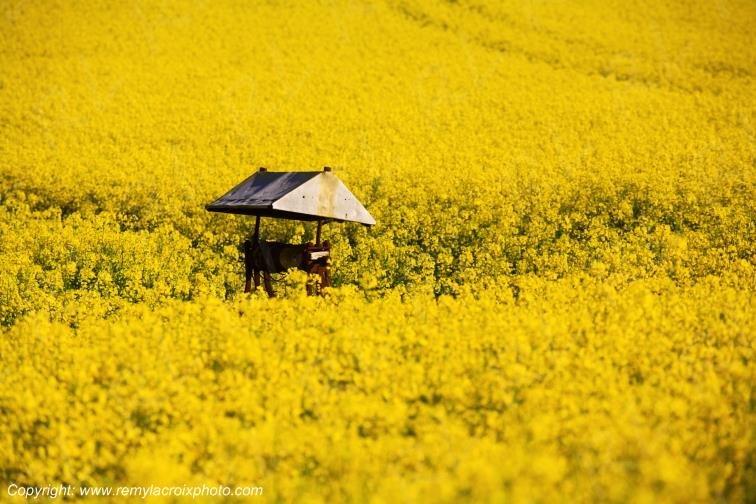 Saint Denis de Palin Champ colza Cher Berry Centre Val de Loire France